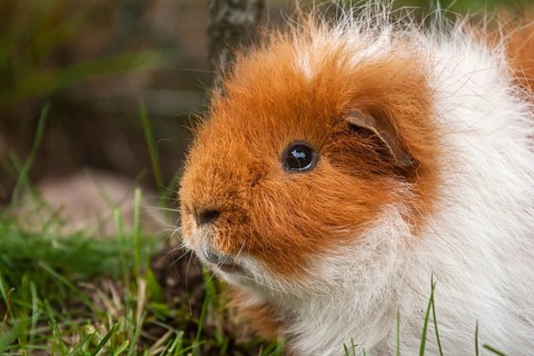 Swiss Teddy Guinea Pig