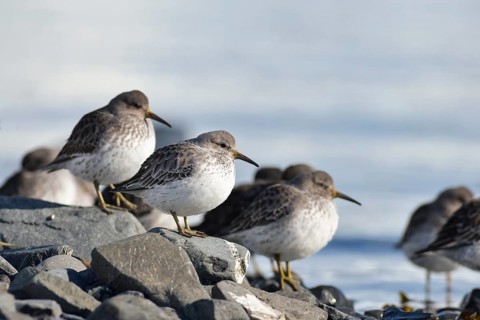 Rock sandpipers (Calidris ptilocnemis)
