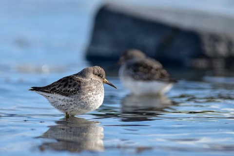Rock sandpipers (Calidris ptilocnemis)