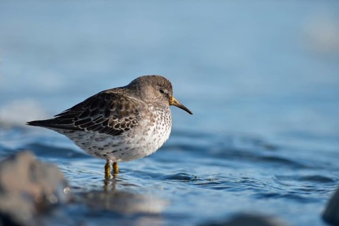 Rock sandpiper (Calidris ptilocnemis)