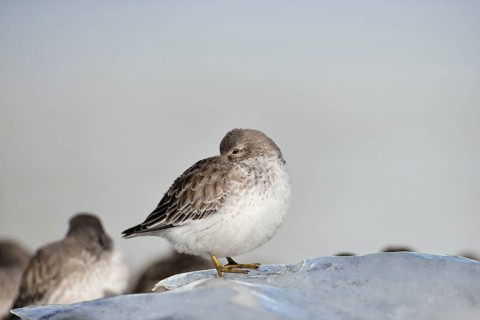 Rock sandpipers (Calidris ptilocnemis)