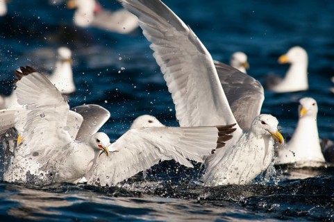 A Black-legged Kittiwake (Rissa tridactyla) feed on baitfish