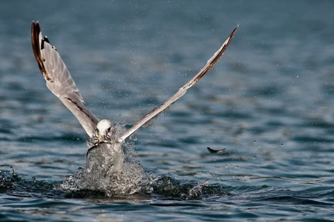 A Black-legged Kittiwake (Rissa tridactyla) feeds on herring