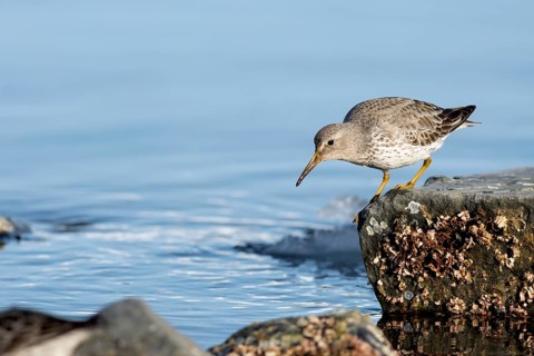 Rock sandpiper (Calidris Ptilocnemis)
