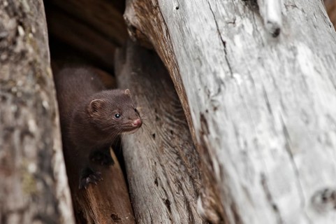 A young Mink (Neovison vison)