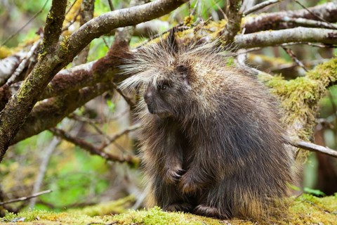 North American porcupine (Erethizon dorsatum)