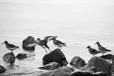 A flock of Rock sandpipers (Calidris ptilocnemis)