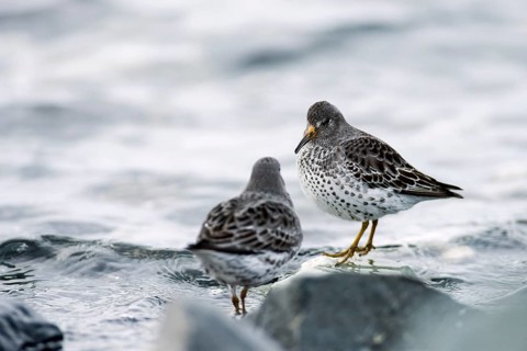 Rock sandpipers (Calidris ptilocnemis)