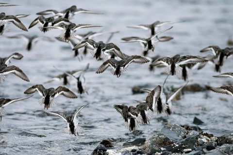 A flock of Rock sandpipers (Calidris ptilocnemis)