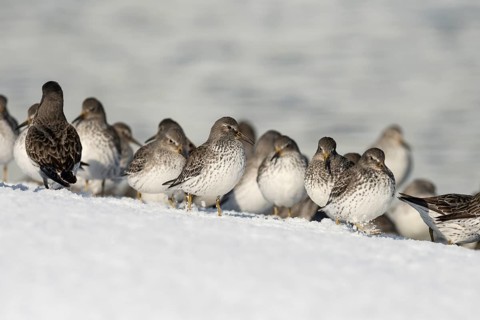 A flock of Rock sandpipers (Calidris ptilocnemis)