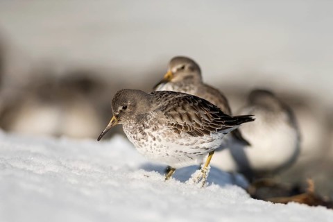 Rock sandpipers (Calidris ptilocnemis)