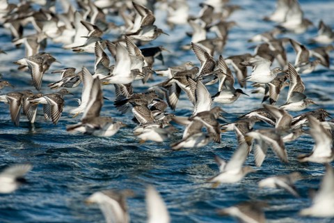 A flock of Rock sandpipers (Calidris ptilocnemis)