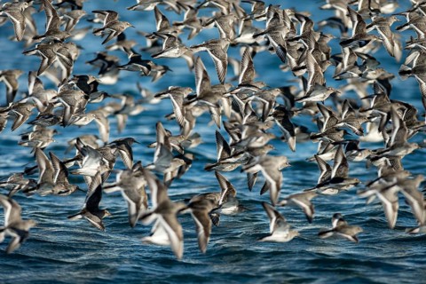 A flock of Rock sandpipers (Calidris ptilocnemis)