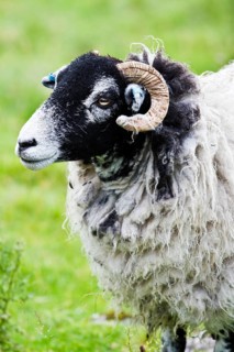 Scottish Blackface sheep
