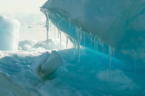 Icebergs at College Fjord