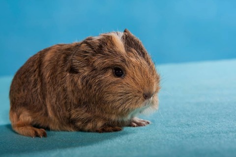 Swiss Teddy Guinea Pig or CH-Teddy