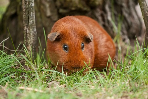 Single-coloured red Smooth Coated Guinea Pig