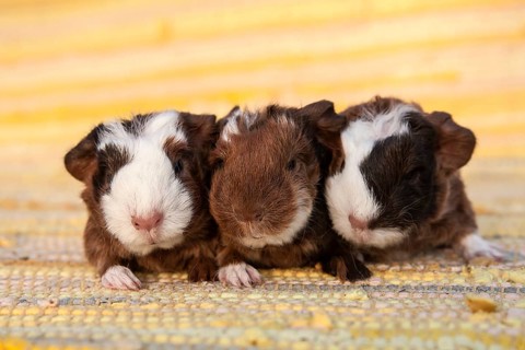 Swiss Teddy Guinea Pig