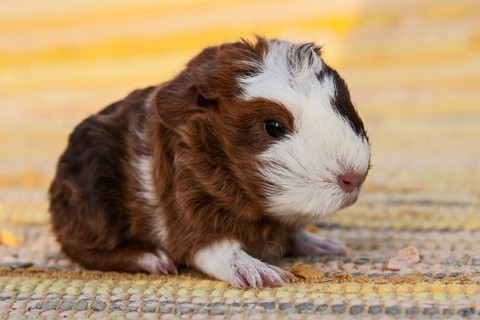 Swiss Teddy Guinea Pig
