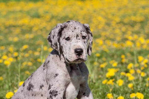 Great Dane