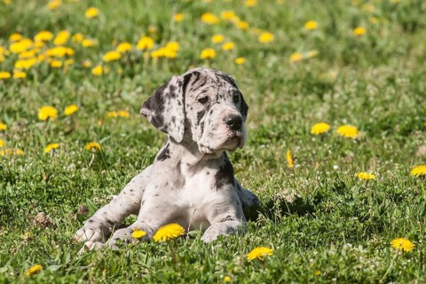 Great Dane