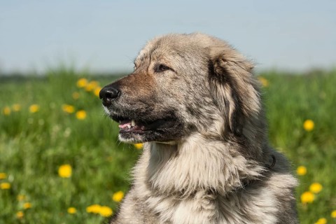 Caucasian Shepherd Dog