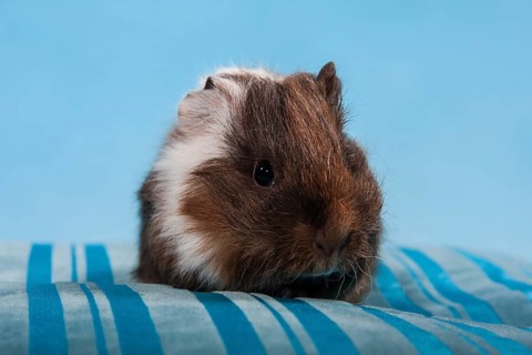 Swiss Teddy Guinea Pig or CH-Teddy