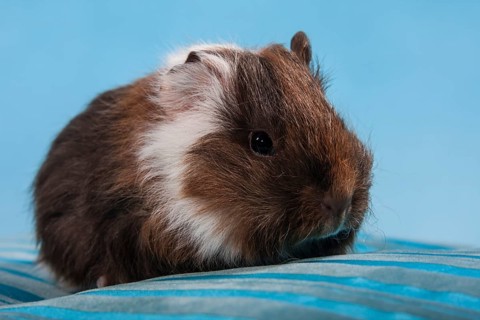 Swiss Teddy Guinea Pig or CH-Teddy