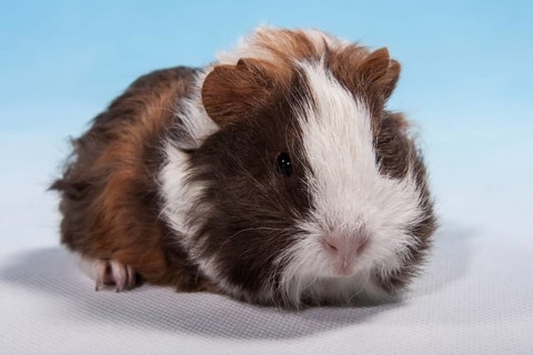 Swiss Teddy Guinea Pig or CH-Teddy