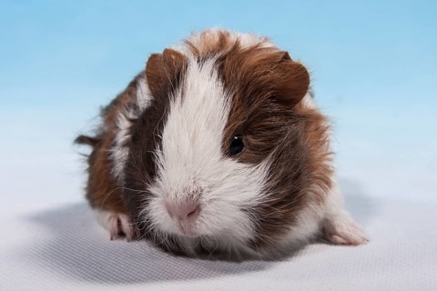 Swiss Teddy Guinea Pig or CH-Teddy