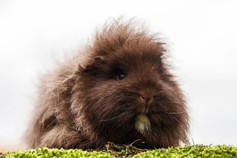 Swiss Teddy Guinea Pig