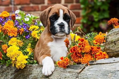 Boxer puppy