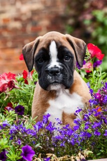 Boxer puppy