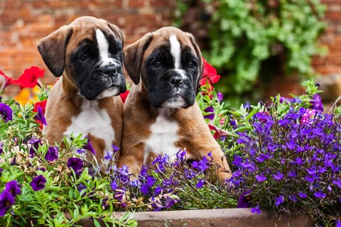 Boxer puppies