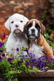 Boxer puppies