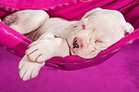 Boxer dog