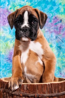 Boxer dog