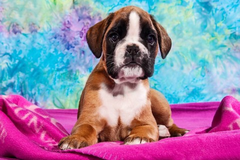 Boxer dog