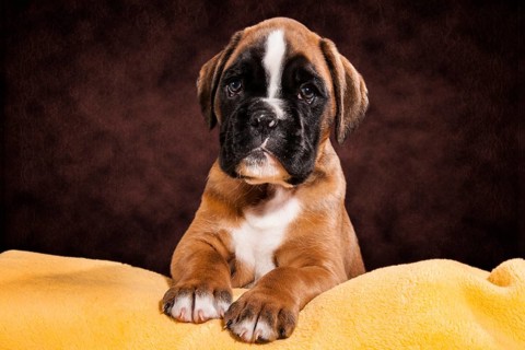 Boxer dog