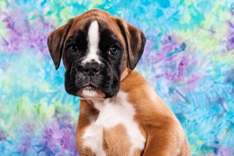 Boxer dog