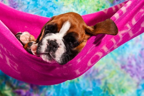 Boxer dog