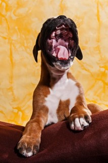 Boxer dog