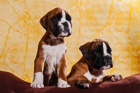 Two Boxer dogs