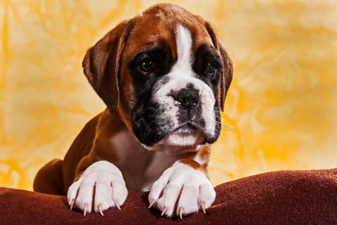 Boxer dog