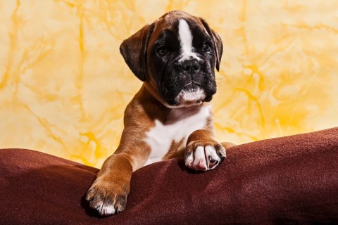 Boxer dog