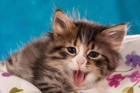 Siberian Forest Cat