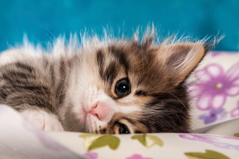 Siberian Forest Cat