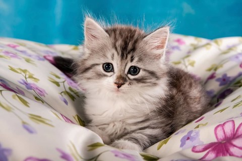 Siberian Forest Cat