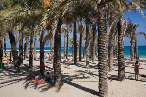 Palm trees on the beach