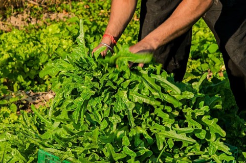 Organic lettuce